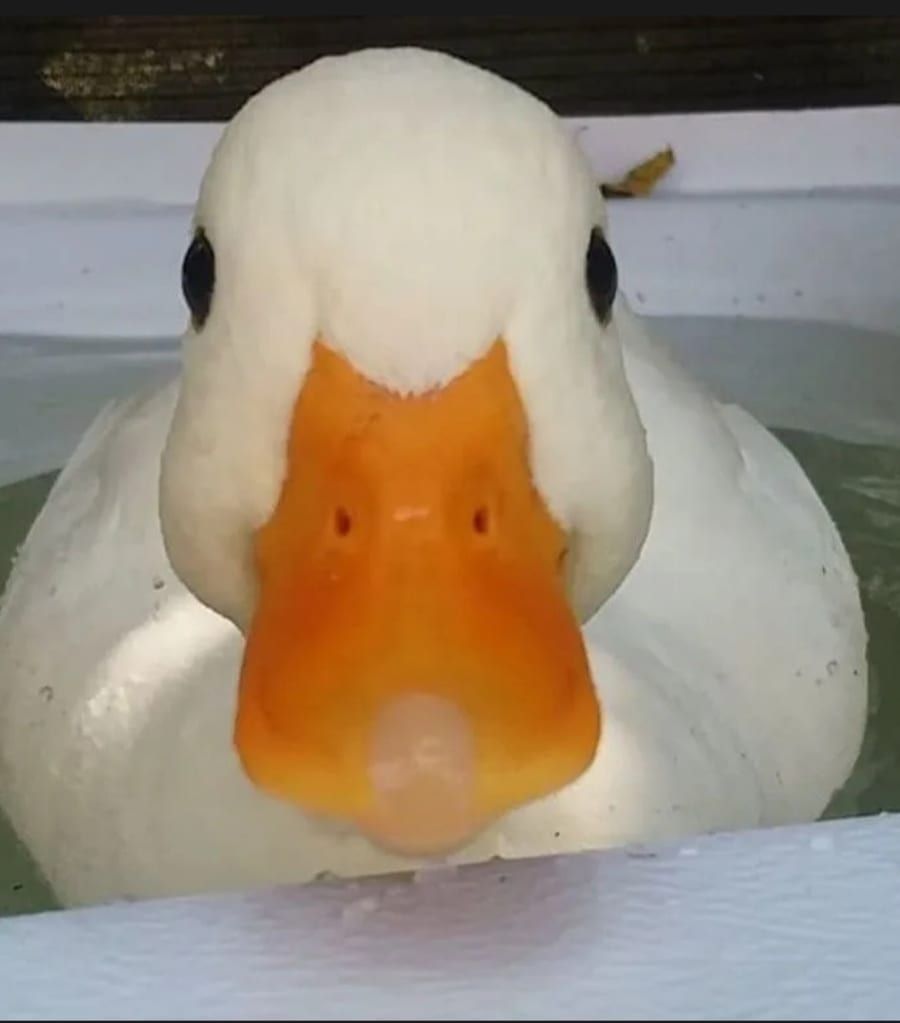 Profil von Yoshua